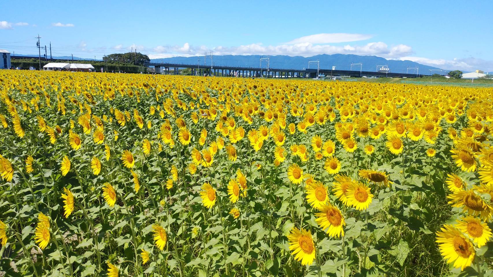 ひまわり（川瀬） - ジャパントラスト