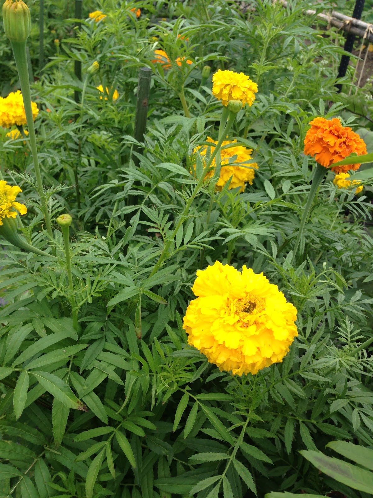 6月 15 ジャパントラスト